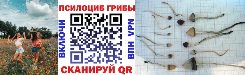 Псилоцибиновые грибы GOLDEN TEACHER  Купить  Исилькуль 